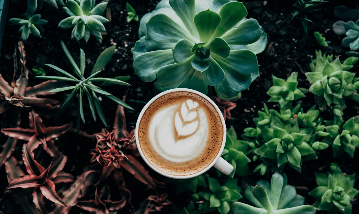 Should Kids Be Allowed To Drink Coffee 