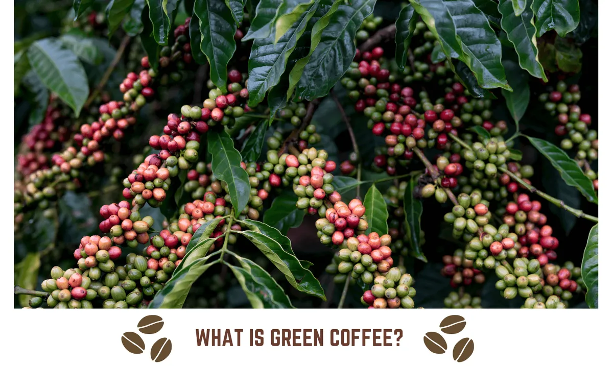 What is Green Coffee